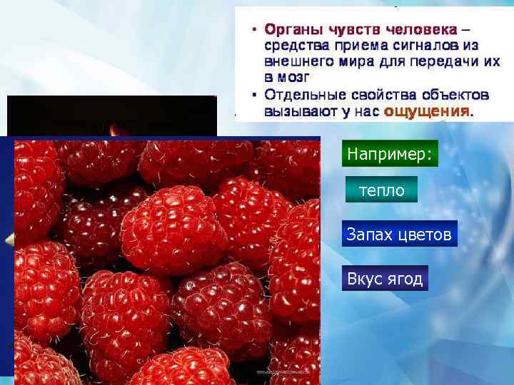 Например: тепло Запах цветов Вкус ягод 