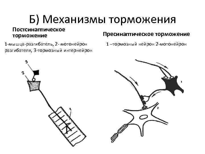 Механизм развития торможения. Схема пре и постсинаптического торможения. Пресинаптическое торможение физиология механизм.