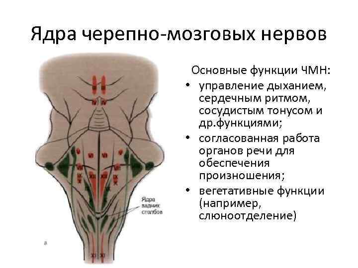 Ядра черепных нервов расположены. Ядра III-IV пар ЧМН. Ядра 9 - 12 пар черепных нервов располагаются:. Ядра черепных нервов 9-12. Ядра 12 пары черепных.