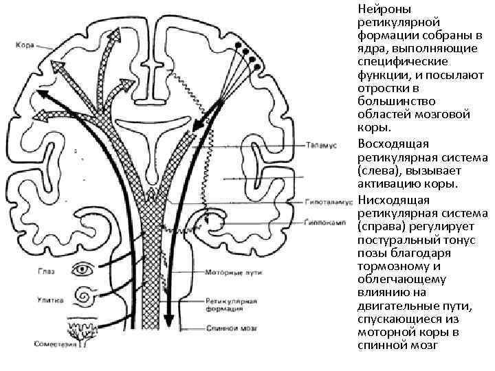 Кортико висцеральная теория