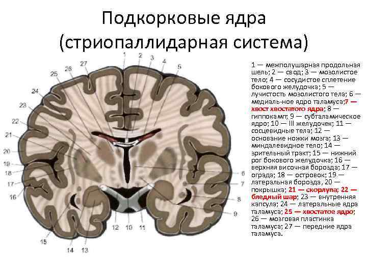 Подкорковые ядра головного мозга. Базальные ядра Стриопаллидарная система. Подкорковые структуры головного мозга. Стриопаллидарная система подкорковые ганглии. Подкорковые структуры мозга анатомия.