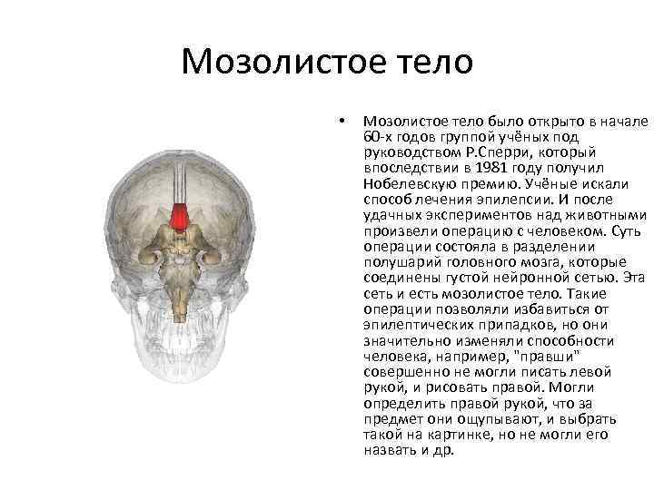 Мозолистое тело функции