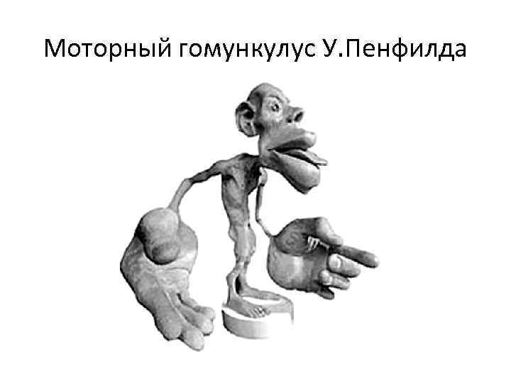 Человечек пенфилда картинка