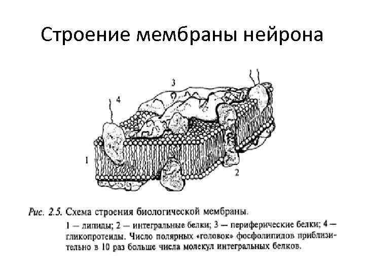 Строение оболочки