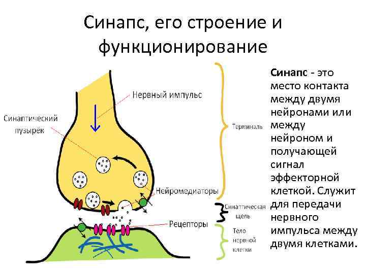 Передача нервного импульса в синапсе. Строение синапса и передача нервного импульса. Синапс это место контакта между. Строение и функционирование синапса.