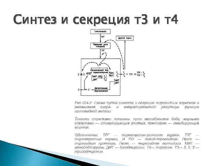 Cинтез и секреция т3 и т4 