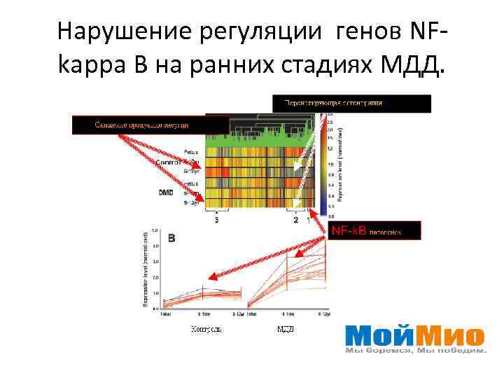 Нарушение регуляции генов NFkappa B на ранних стадиях МДД. 