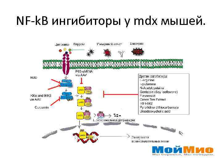 NF-k. B ингибиторы у mdx мышей. 
