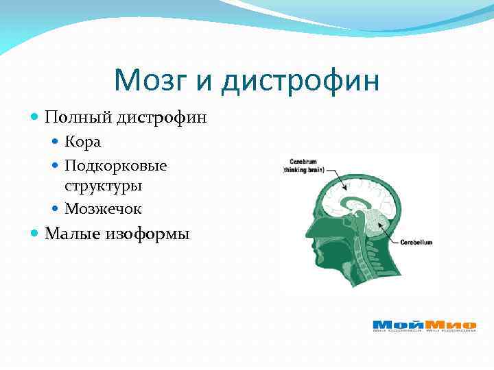 Мозг и дистрофин Полный дистрофин Кора Подкорковые структуры Мозжечок Малые изоформы 
