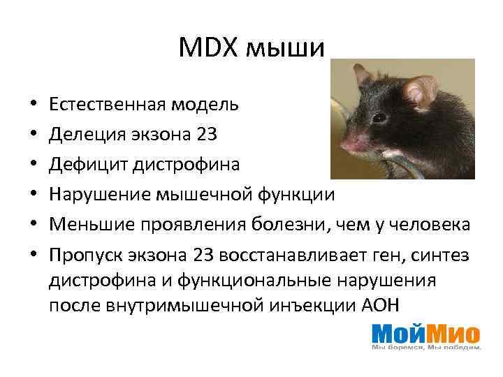 MDX мыши • • • Естественная модель Делеция экзона 23 Дефицит дистрофина Нарушение мышечной