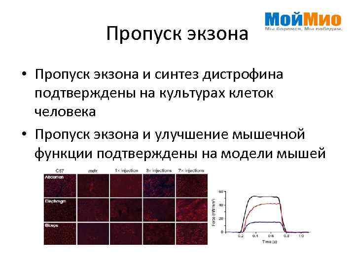 Пропуск экзона • Пропуск экзона и синтез дистрофина подтверждены на культурах клеток человека •