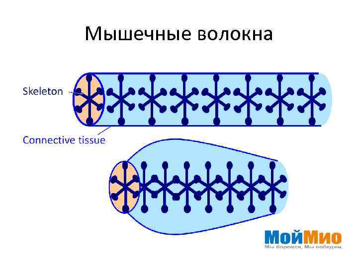 Мышечные волокна 