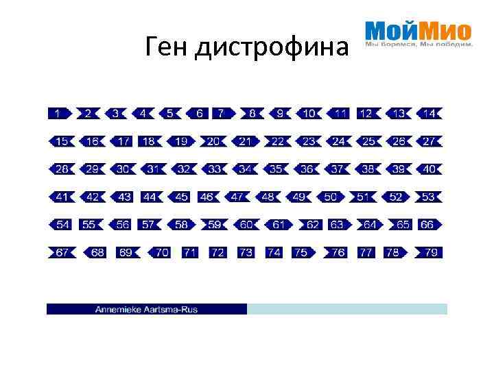 Ген дистрофина 