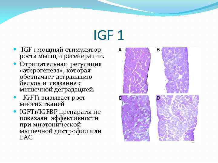 IGF 1 мощный стимулятор роста мышц и регенерации. Отрицательная регуляция «атерогенеза» , которая обозначает