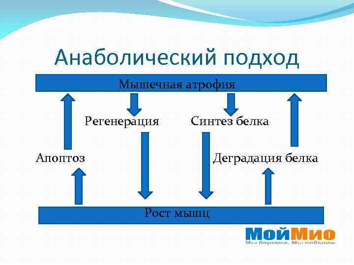 Анаболический подход Мышечная атрофия Регенерация Синтез белка Апоптоз Деградация белка Рост мышц 