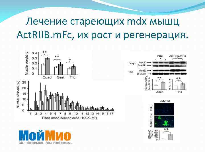 Лечение стареющих mdx мышц Act. RIIB. m. Fc, их рост и регенерация. 