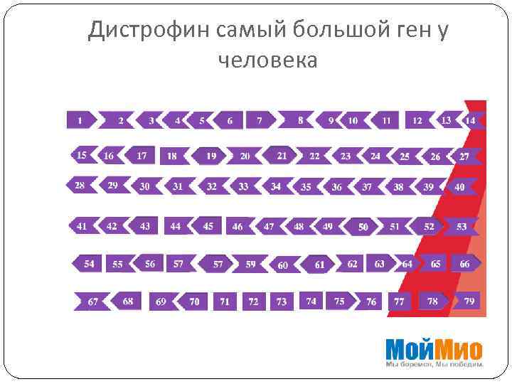 Дистрофин самый большой ген у человека 