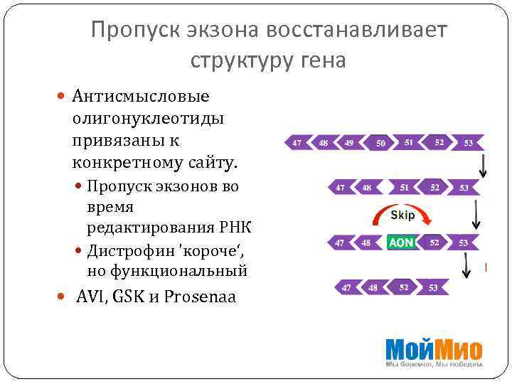 Пропуск экзона восстанавливает структуру гена Антисмысловые олигонуклеотиды привязаны к конкретному сайту. Пропуск экзонов во