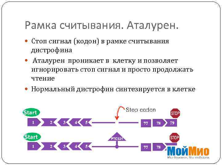 Рамка считывания. Аталурен. Стоп сигнал (кодон) в рамке считывания дистрофина Аталурен проникает в клетку