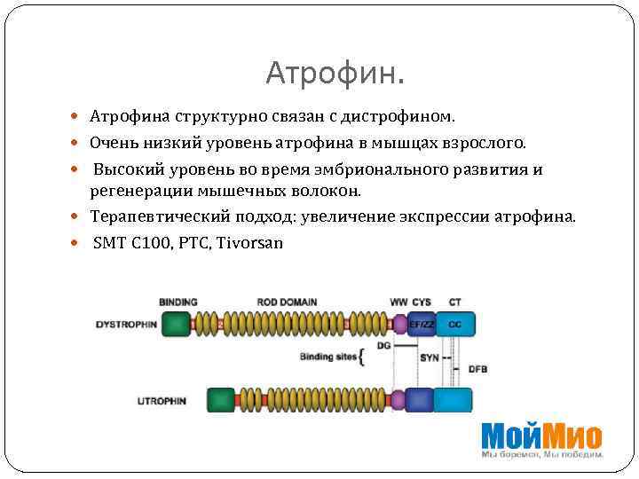 Атрофин. Атрофина структурно связан с дистрофином. Очень низкий уровень атрофина в мышцах взрослого. Высокий