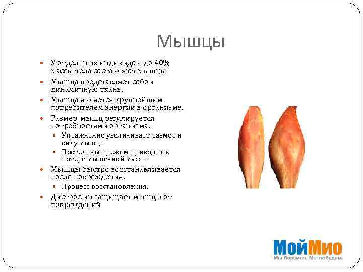 Мышцы У отдельных индивидов до 40% массы тела составляют мышцы Мышца представляет собой динамичную