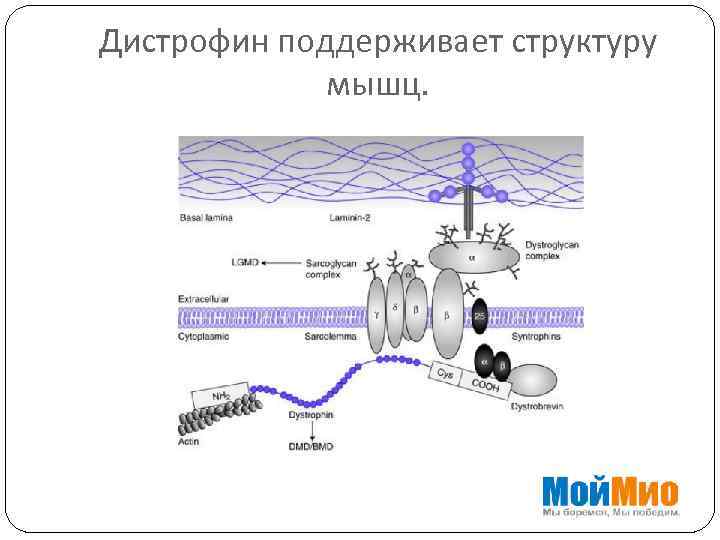 Дистрофин поддерживает структуру мышц. 