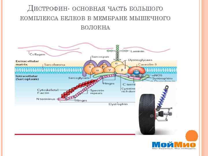 ДИСТРОФИН- ОСНОВНАЯ ЧАСТЬ БОЛЬШОГО КОМПЛЕКСА БЕЛКОВ В МЕМБРАНЕ МЫШЕЧНОГО ВОЛОКНА 