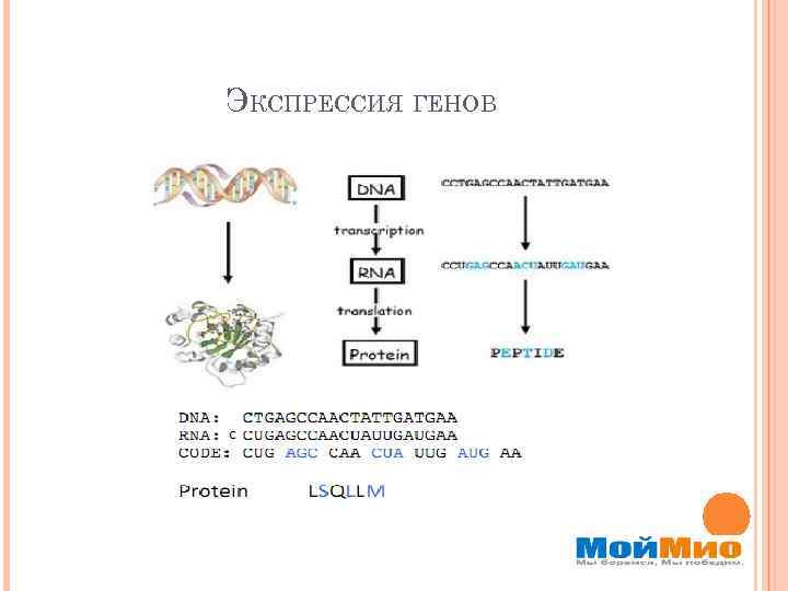 ЭКСПРЕССИЯ ГЕНОВ 