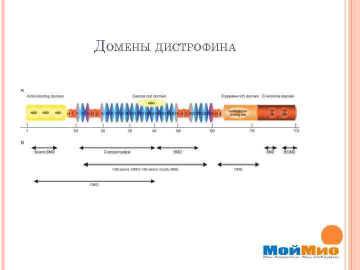 ДОМЕНЫ ДИСТРОФИНА 