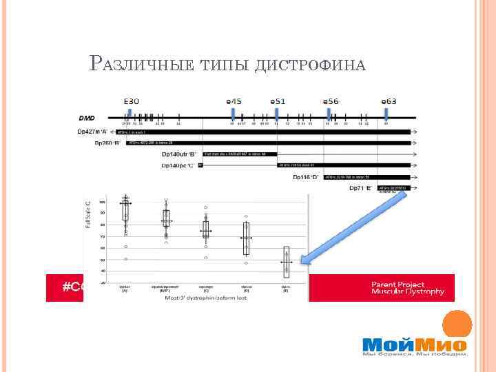 РАЗЛИЧНЫЕ ТИПЫ ДИСТРОФИНА 