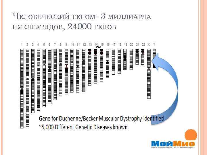 ЧЕЛОВЕЧЕСКИЙ ГЕНОМ- 3 МИЛЛИАРДА НУКЛЕАТИДОВ, 24000 ГЕНОВ 