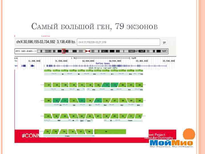 САМЫЙ БОЛЬШОЙ ГЕН, 79 ЭКЗОНОВ 