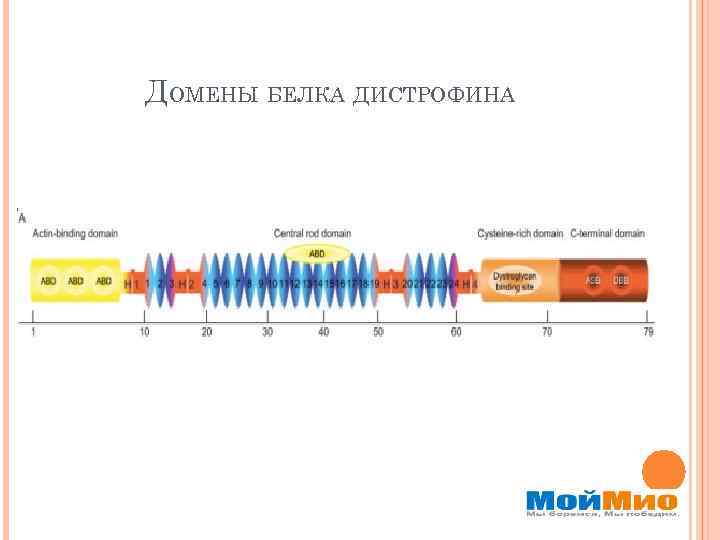 ДОМЕНЫ БЕЛКА ДИСТРОФИНА 