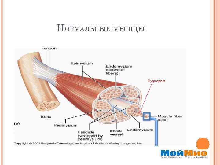 НОРМАЛЬНЫЕ МЫШЦЫ 