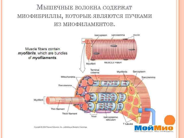 МЫШЕЧНЫЕ ВОЛОКНА СОДЕРЖАТ МИОФИБРИЛЛЫ, КОТОРЫЕ ЯВЛЯЮТСЯ ПУЧКАМИ ИЗ МИОФИЛАМЕНТОВ. 