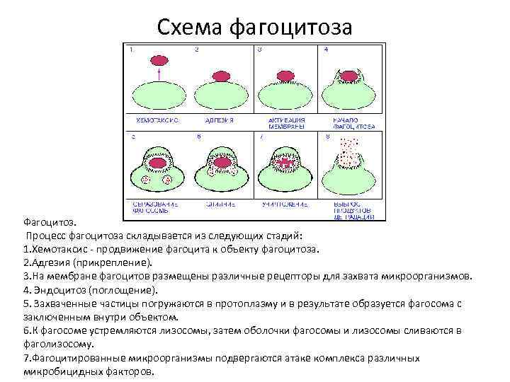 Фазы фагоцитоза схема