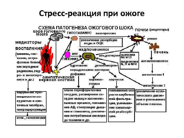 Схема стресс реализующей системы