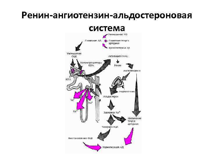 Ренин-ангиотензин-альдостероновая система 