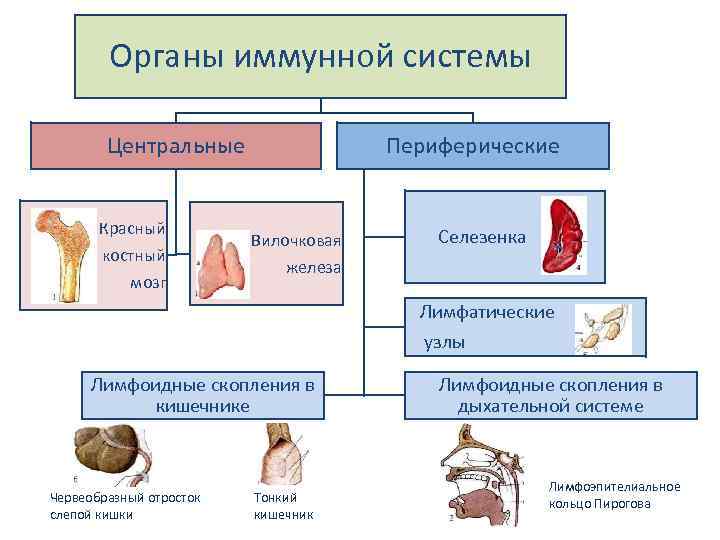 Схема демонстрирующая расположение центральных и периферических органов иммунитета