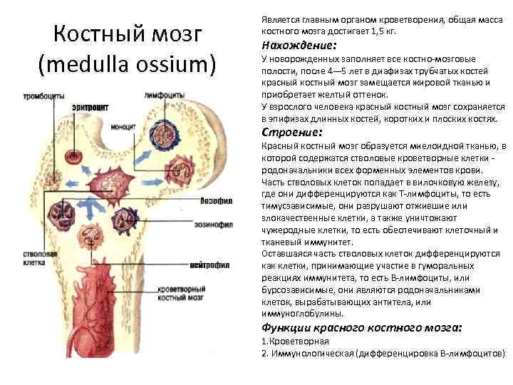 Костный мозг человека фото