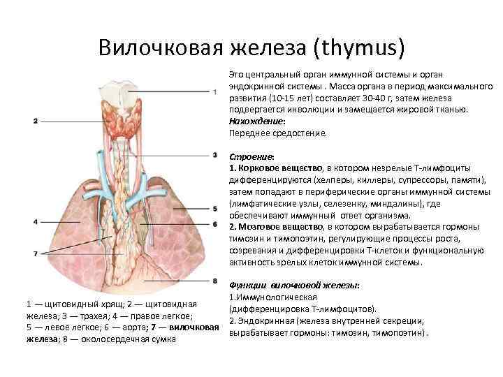 Вилочковая железа (thymus) Это центральный орган иммунной системы и орган эндокринной системы. Масса органа