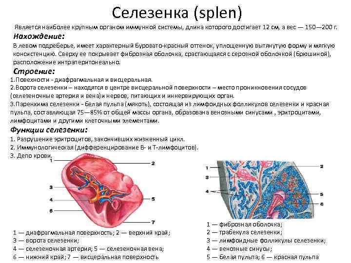 Иммунная система гистология презентация