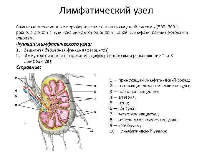 Органы иммунной системы человека рисунок