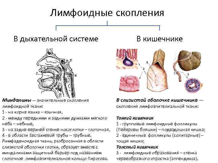 В анатомическом плане иммунная система подразделена на