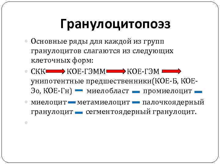 Гранулоцитопоэз Основные ряды для каждой из групп гранулоцитов слагаются из следующих клеточных форм: СКК