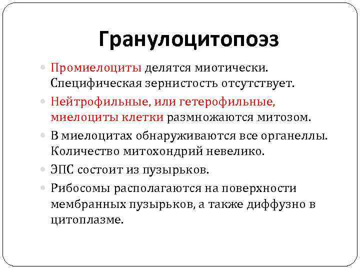 Гранулоцитопоэз Промиелоциты делятся миотически. Специфическая зернистость отсутствует. Нейтрофильные, или гетерофильные, миелоциты клетки размножаются митозом.