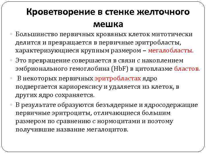 Кроветворение в стенке желточного мешка Большинство первичных кровяных клеток митотически делится и превращается в