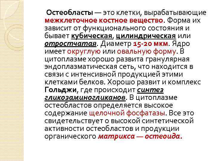 Остеобласты — это клетки, вырабатывающие межклеточное костное вещество. Форма их зависит от функционального состояния