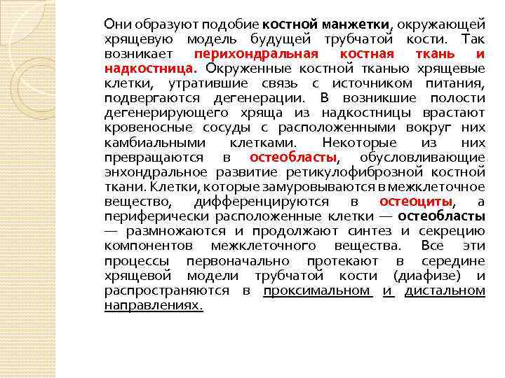 Они образуют подобие костной манжетки, окружающей хрящевую модель будущей трубчатой кости. Так возникает перихондральная