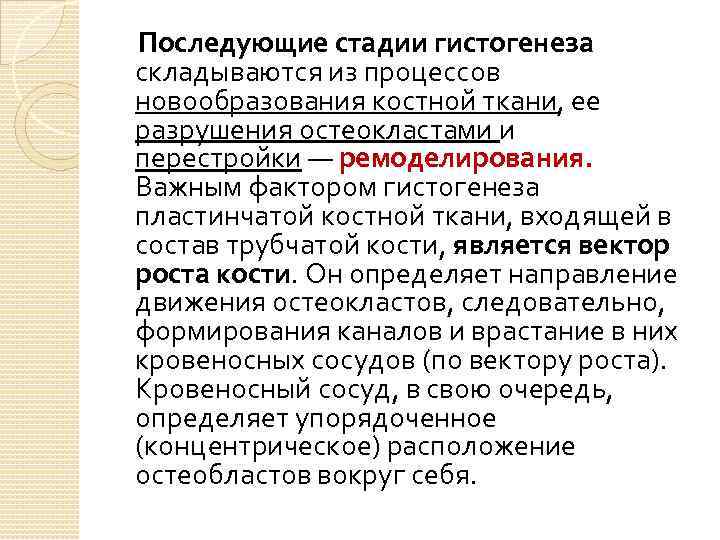 Последующие стадии гистогенеза складываются из процессов новообразования костной ткани, ее разрушения остеокластами и перестройки